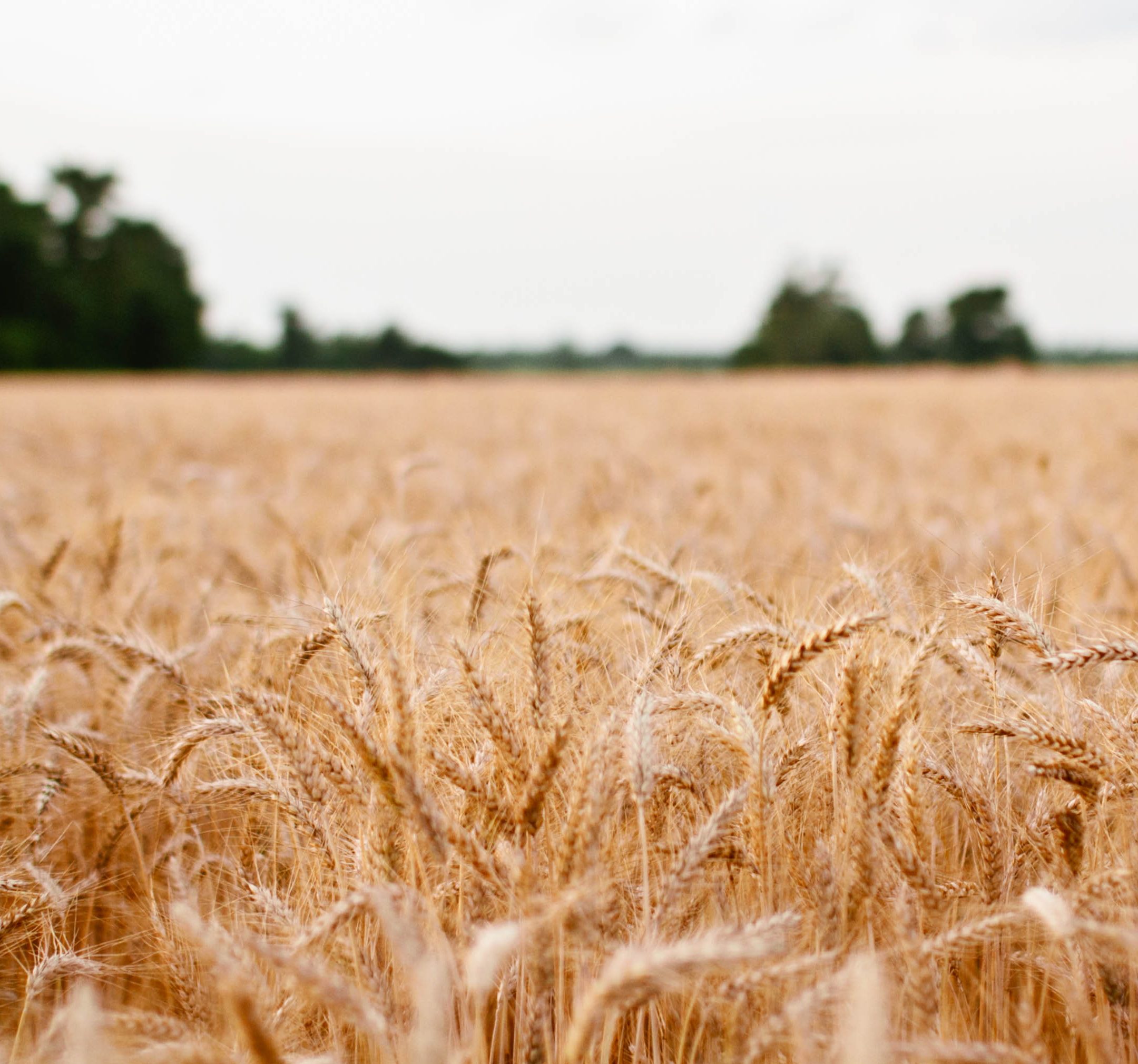 get rid of grains